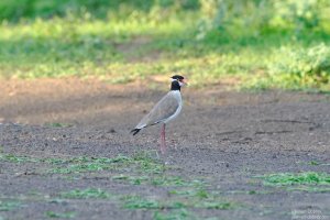 Black Headed Lapwing