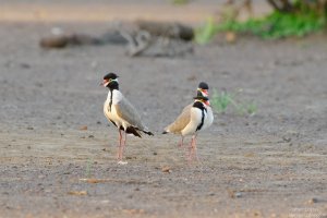 Black Headed Lapwing