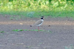 Black Headed Lapwing