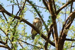 Pearl Spotted Owlet