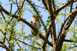 Pearl Spotted Owlet
