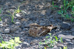 Slender-Tailed Nightjar