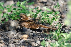 Slender-Tailed Nightjar