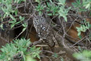 Spotted Eagle Owl