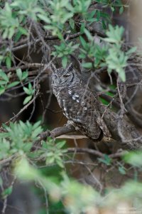 Spotted Eagle Owl