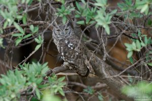 Spotted Eagle Owl