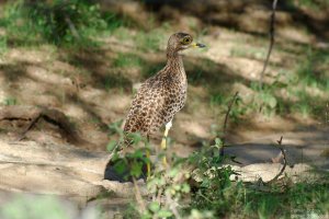 Spotted Thick-Knee