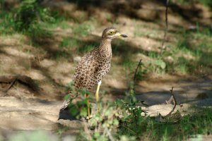 Spotted Thick-Knee