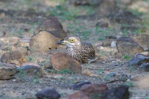 Spotted Thick-Knee