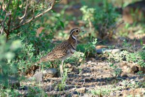 Three-Banded Courser