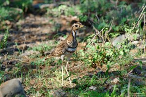 Three-Banded Courser