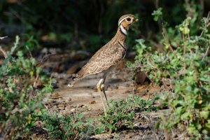 Three-Banded Courser