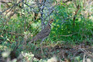 Three-Banded Courser