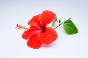 image00008