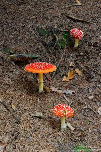 image00014