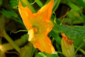 image00018