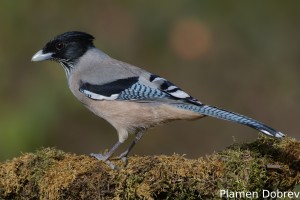 Black-headed Jay