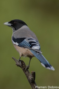 Black-headed Jay