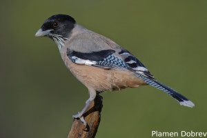 Black-headed Jay