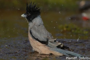 Black-headed Jay