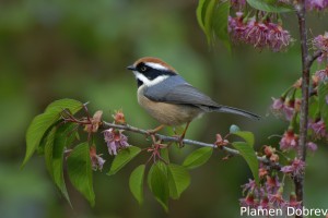 Black-throated Bushtit