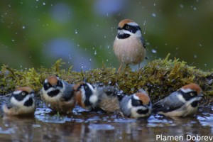 Black-throated Bushtit