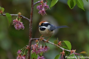 Black-throated Bushtit