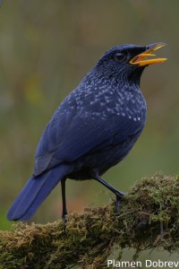 Blue-whistling Thrush