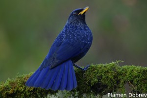 Blue-whistling Thrush