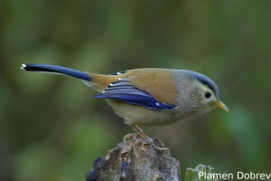 Blue-winged Minla