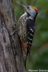 Brown-fronted Woodpecker