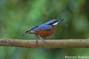 Chestnut-bellied Nuthatch