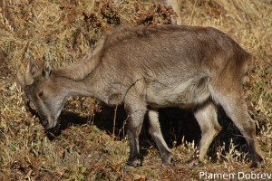 DSC0545_DxO