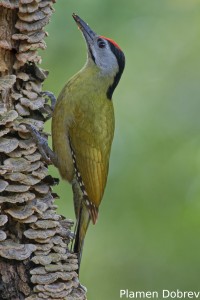Grey-headed Woodpecker
