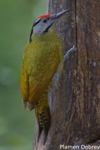 Grey-headed Woodpecker