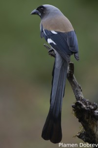 Grey Treepie
