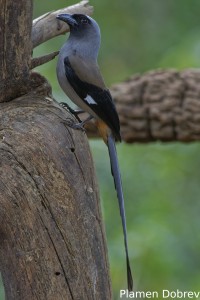 Grey Treepie