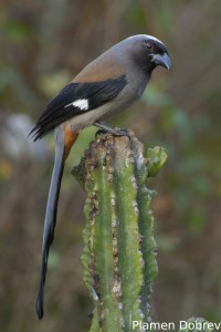 Grey Treepie