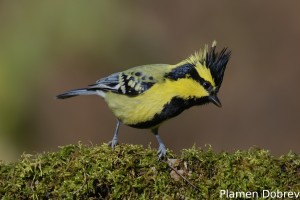 Himalayan-black-lored Tit