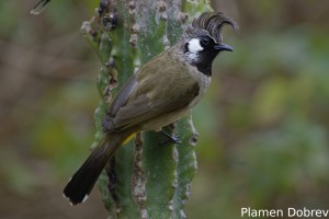 Himalayan Bulbul