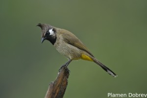 Himalayan Bulbul