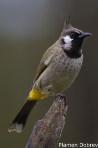 Himalayan Bulbul