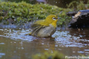 Indian-white-eye