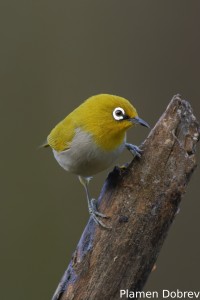 Indian-white-eye