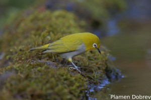 Indian-white-eye