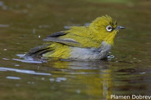 Indian-white-eye