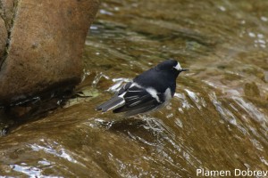 Little Forktail