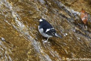Little Forktail