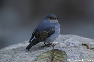 Plumbeous-water Redstart