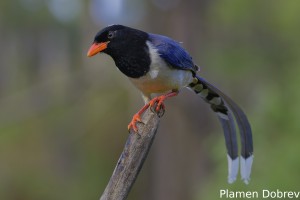 Red-billed Blue Magpie